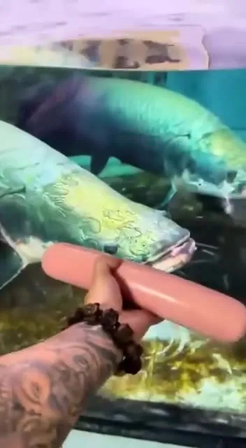 老板给巨鱼喂香肠