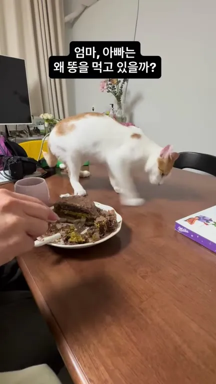 감자가 케이크를 먹는 고양이