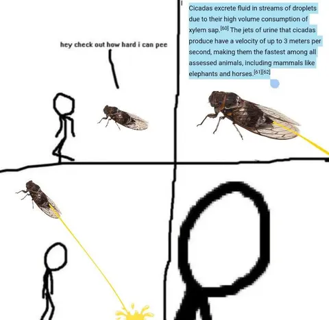 Cicada Pees at Maximum Speed
