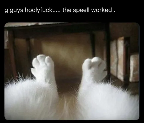 The Spell Worked Cat
