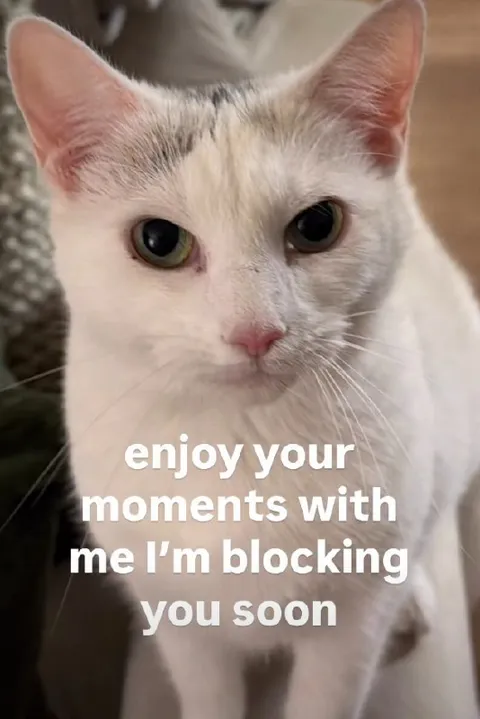 Cat Threatens to Block You