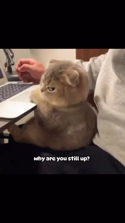 Cats Demand You Go to Sleep