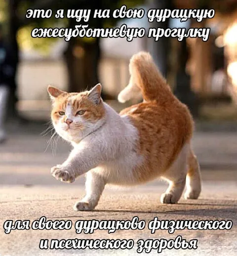 Дурацкая ежесубботняя прогулка