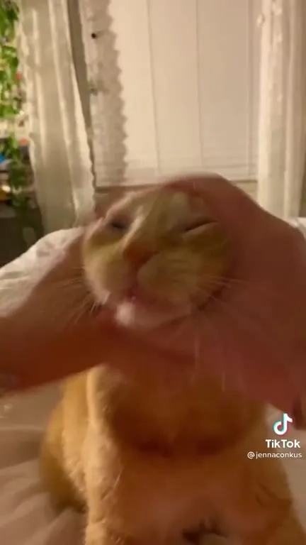 Кот под энергичный массаж