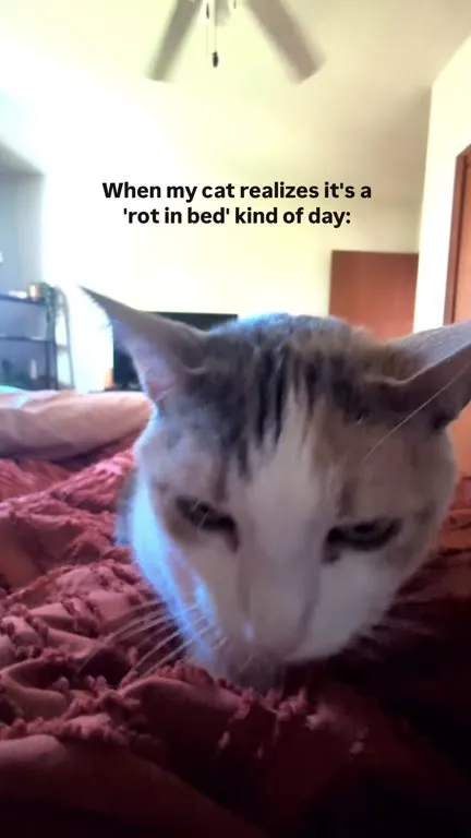 Cat Has a Rot in Bed Day