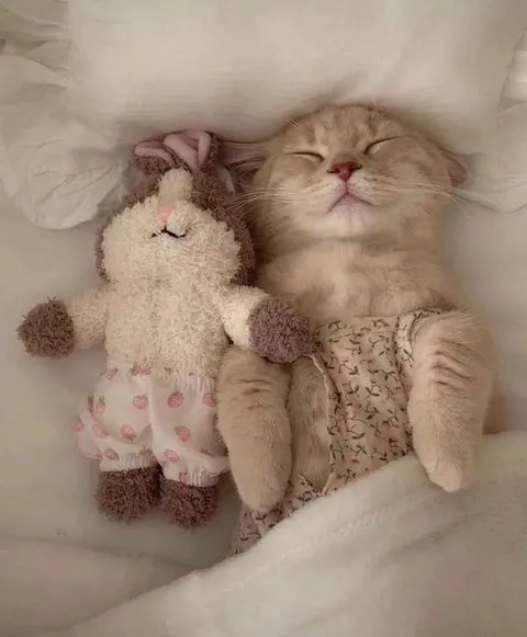 Котёнок спит с игрушкой