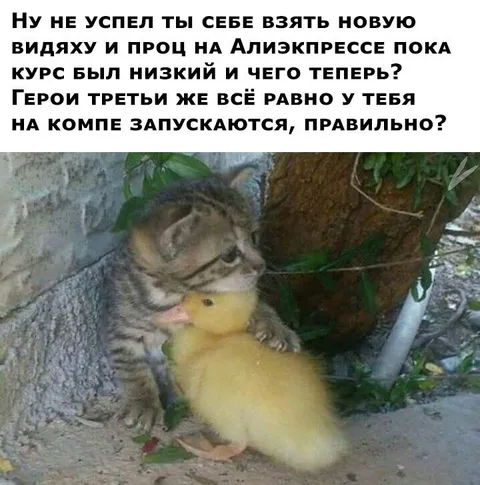 Кот утешает утёнка после покупки