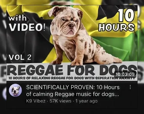 Reggae for Dogs with Separation Anxiety