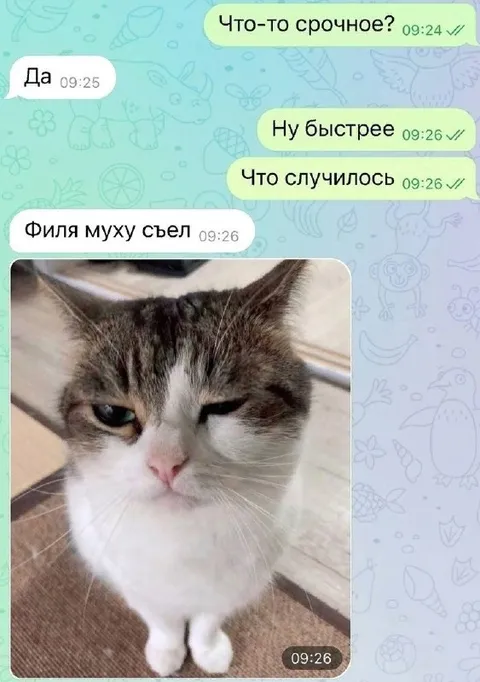 Филя съел муху