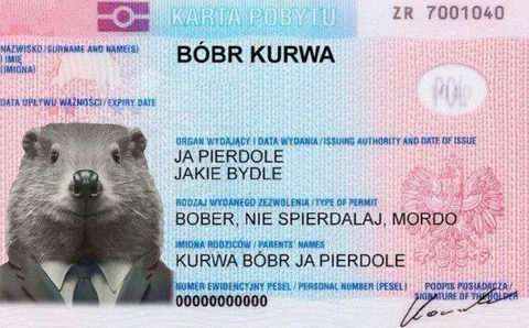 Bóbr kurwa dowód osobisty