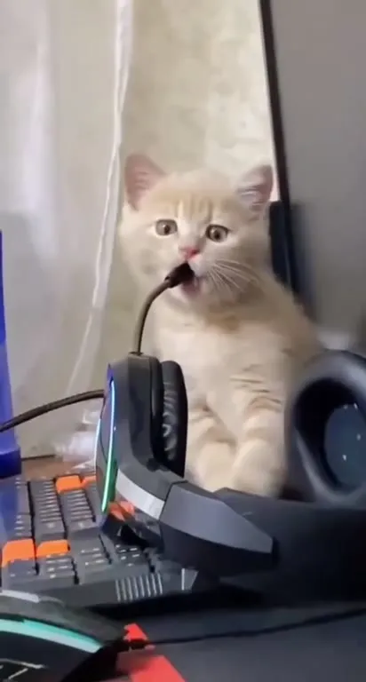 Кот поёт в микрофон