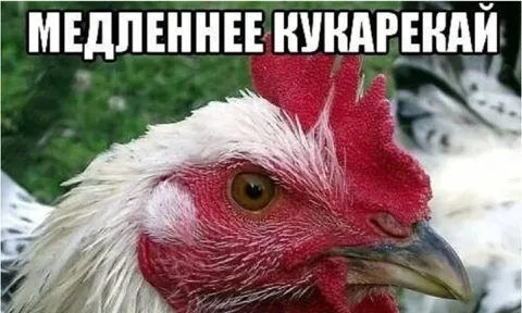 Медленнее кукарекай