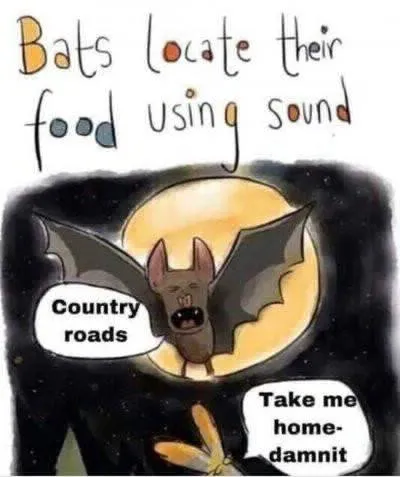 Bat Finds Country Roads