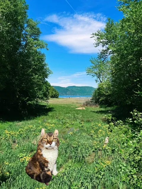 Кот среди живописной природы