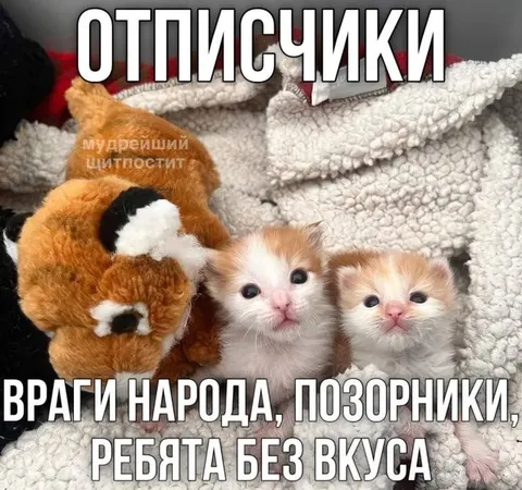 Котята против отписчиков