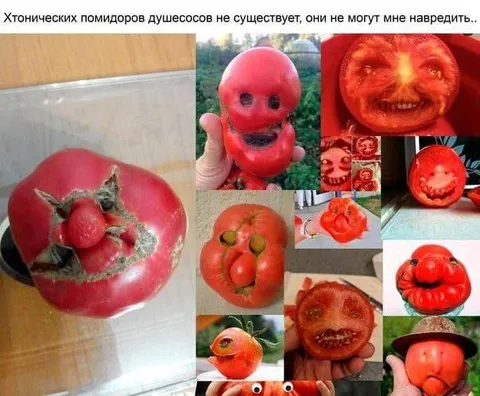 Хтонические помидоры не существуют