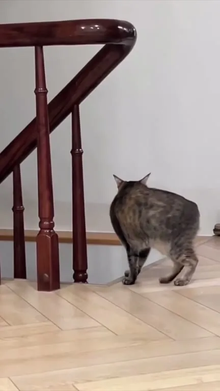 Кошка поднимается по лестнице