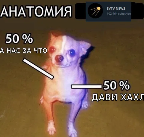 Анатомия кота 50 на 50