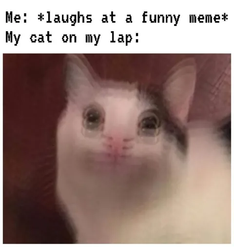 My Cat on My Lap