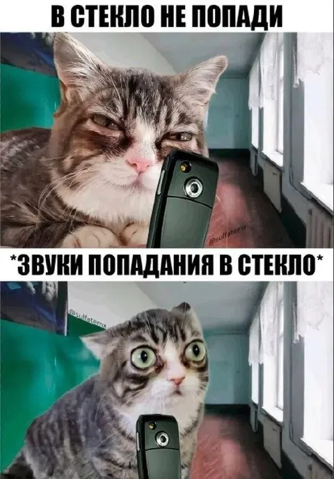 Кот услышал удар в стекло