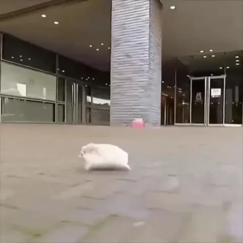 Хомяк мчится по площади