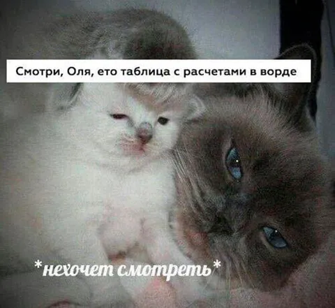 Коты не хотят смотреть расчёты