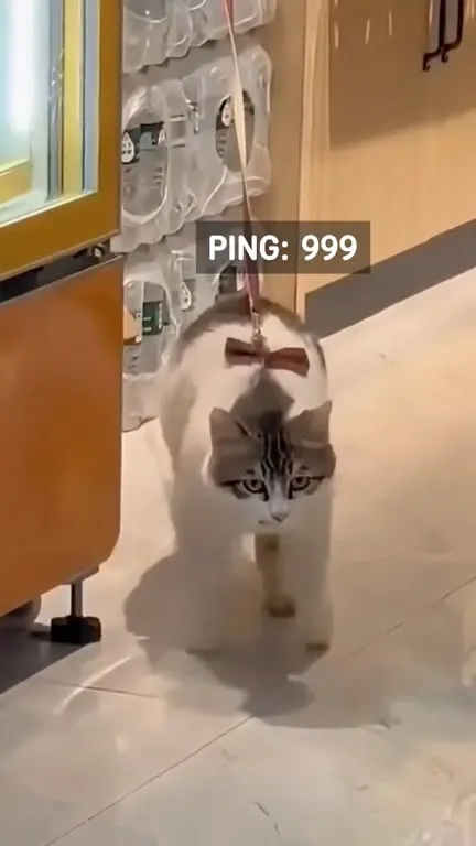 Cat Pinging 999