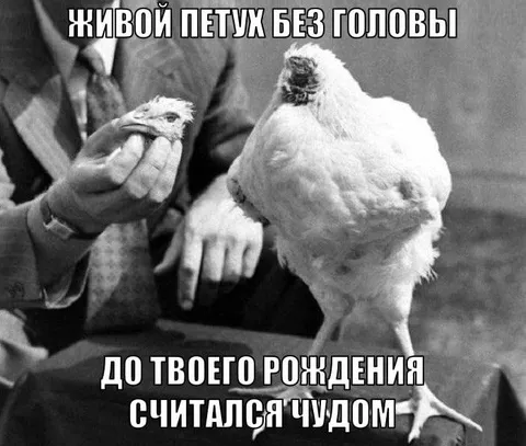 Живой петух без головы