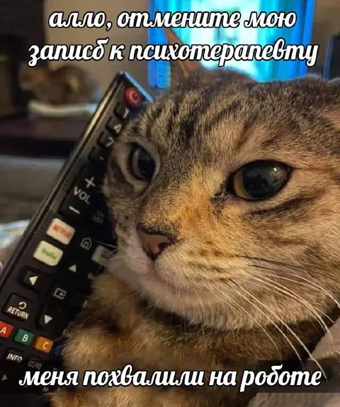 Кота похвалили на работе