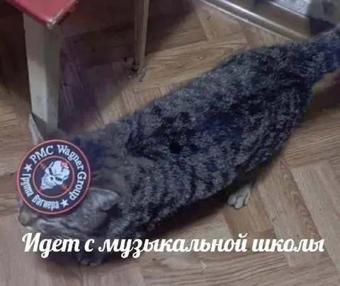 Кот идет с музыкальной школы