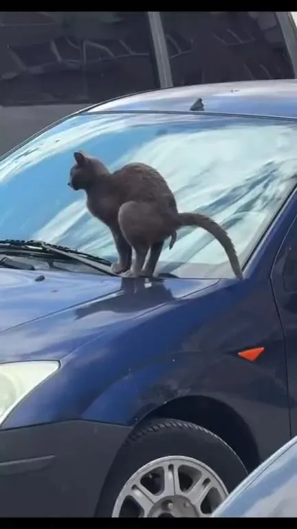 Кот занял капот машины