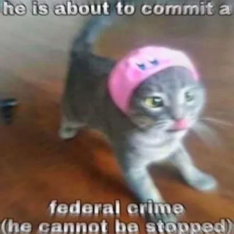 Cat About to Commit a Federal Crime