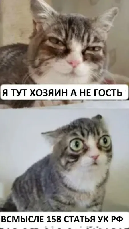 Кот хозяин по статье 158