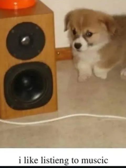 Puppy Listening to Music