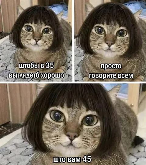 Кот с прической скрывает возраст