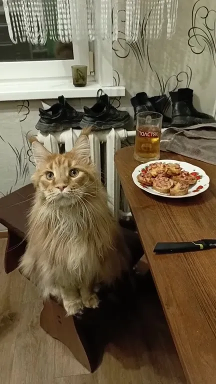 Кот за столом под музыку