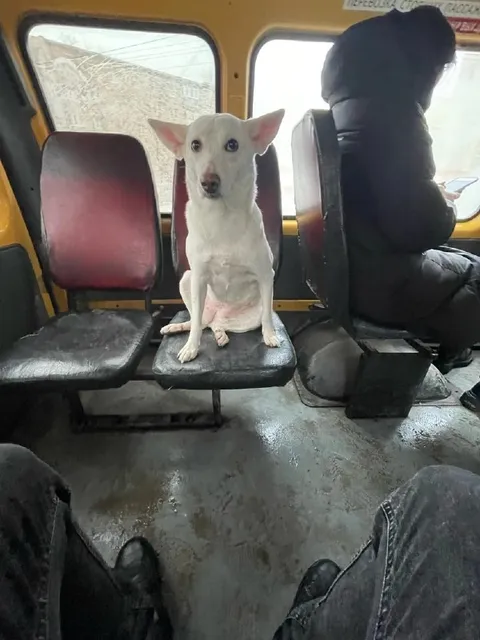 Собака едет как пассажир