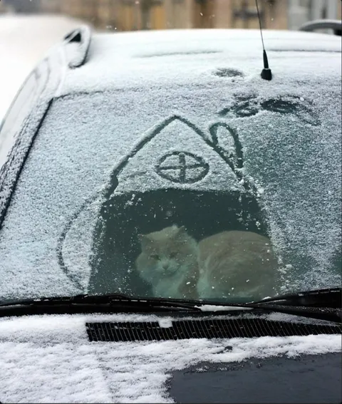 Кот в снежном укрытии