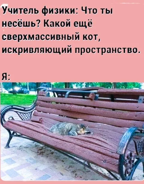 Сверхмассивный кот на скамейке