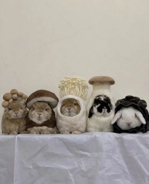 Кролики в костюмах грибов