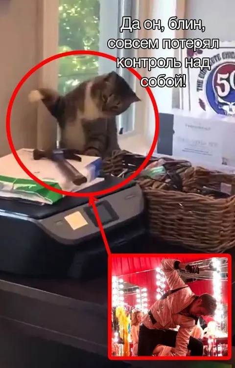 Кот потерял контроль над собой