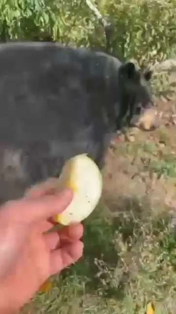 Медведь пробует угощение