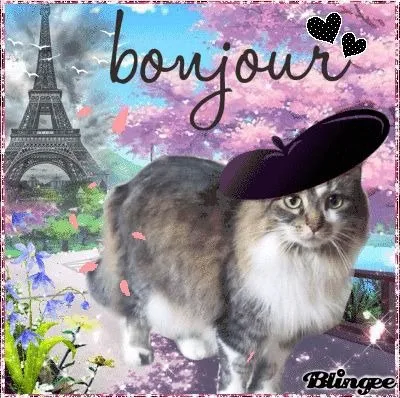 Bonjour avec un chat