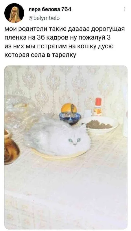 Кошка Дуся в тарелке