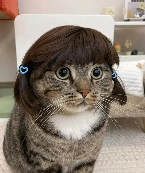 Кот с идеальной причёской