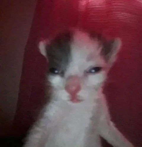 Задумчивый котёнок