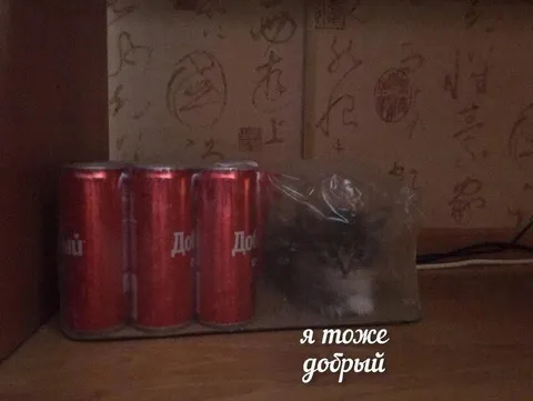 Я тоже добрый кот
