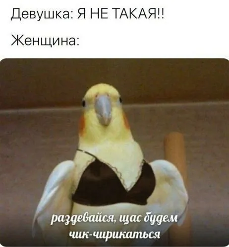 Я не такая, но раздевайся