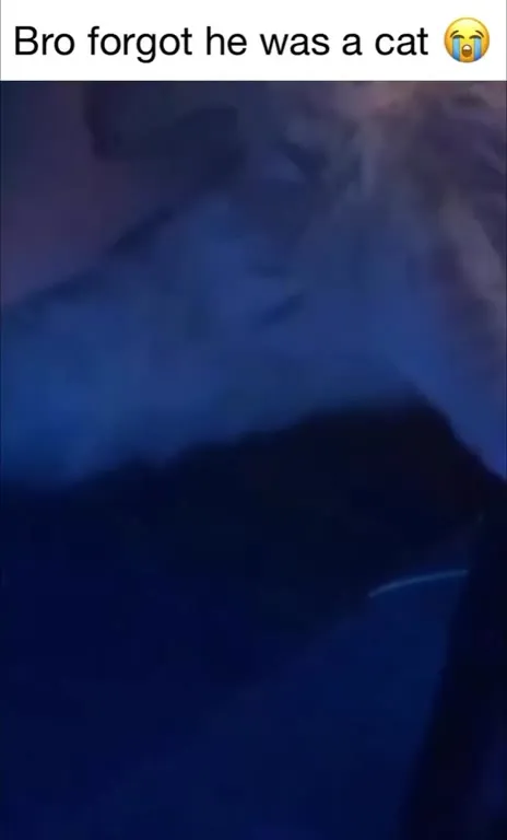 Cat Thinks It's Human
