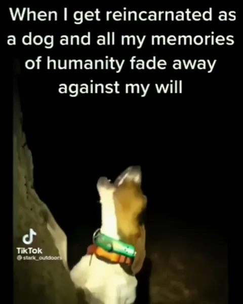 Reincarnated Dog Loses Humanity